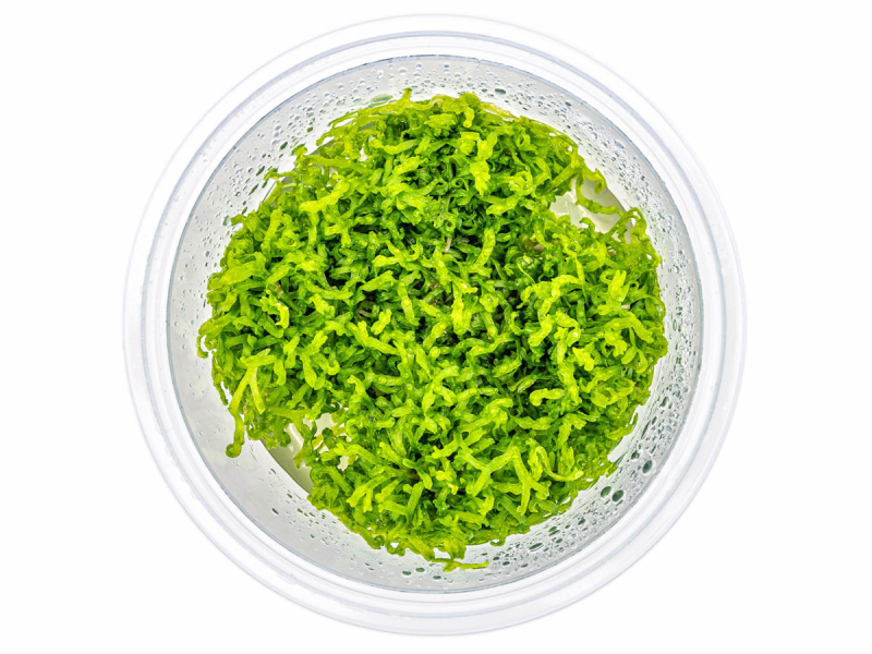 Untergetauchtes Sternlebermoos - Riccia fluitans in vitro